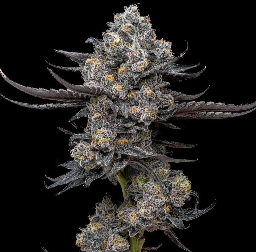 Harbor Coastal Cannabis - Gas Face