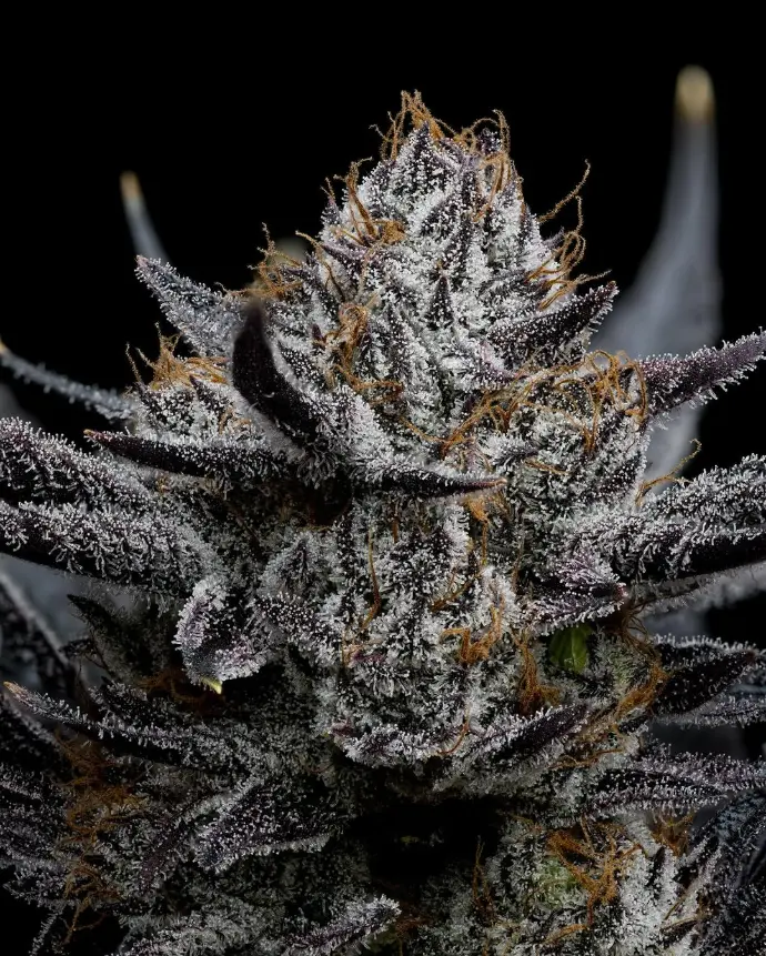 Harbor Coastal Cannabis - Black Truffle