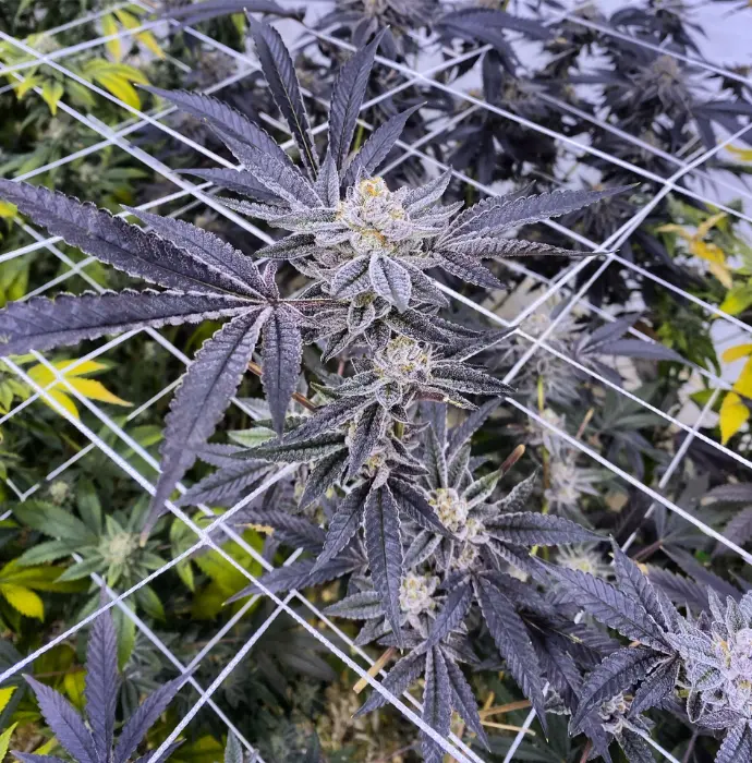 Bay Area Gardens - Animal Mints