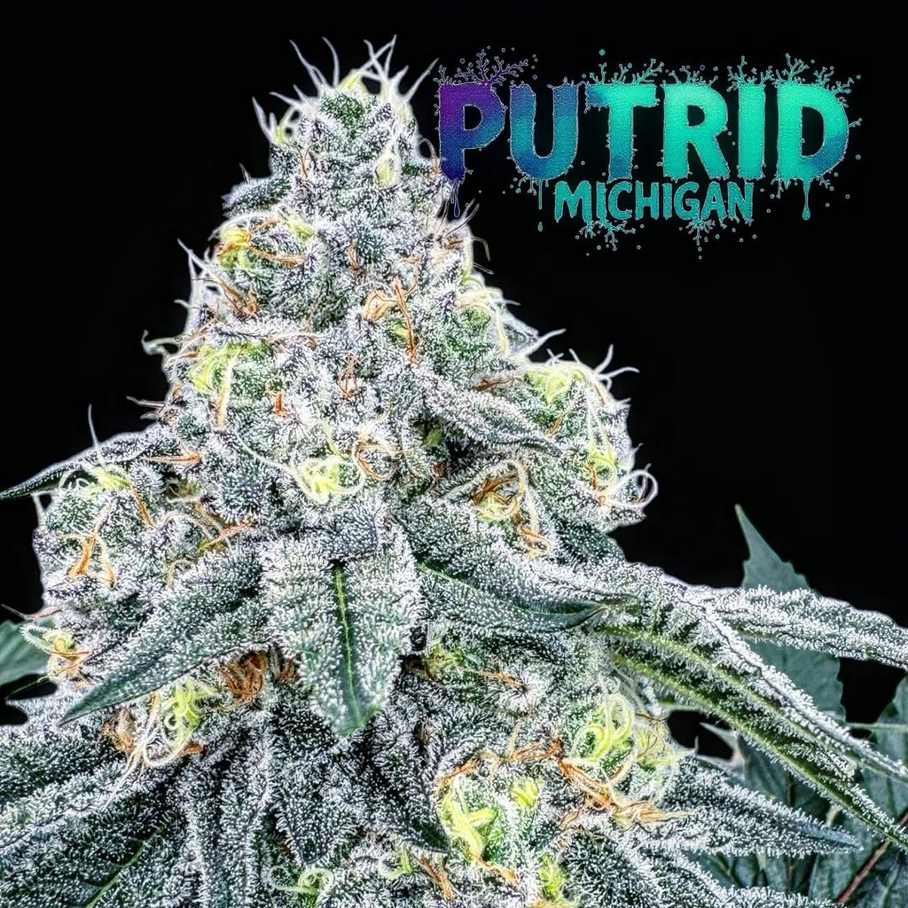 Concrete Cultivation - Putrid Michigan