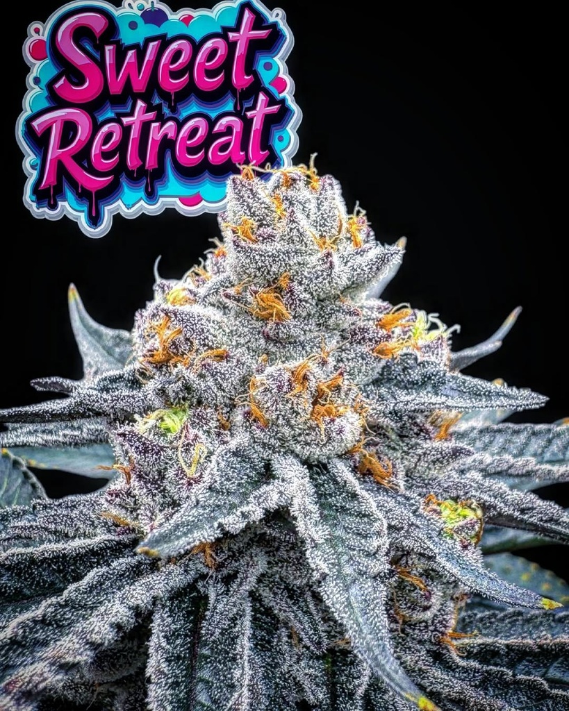 Concrete Cultivation - Sweet Retreat