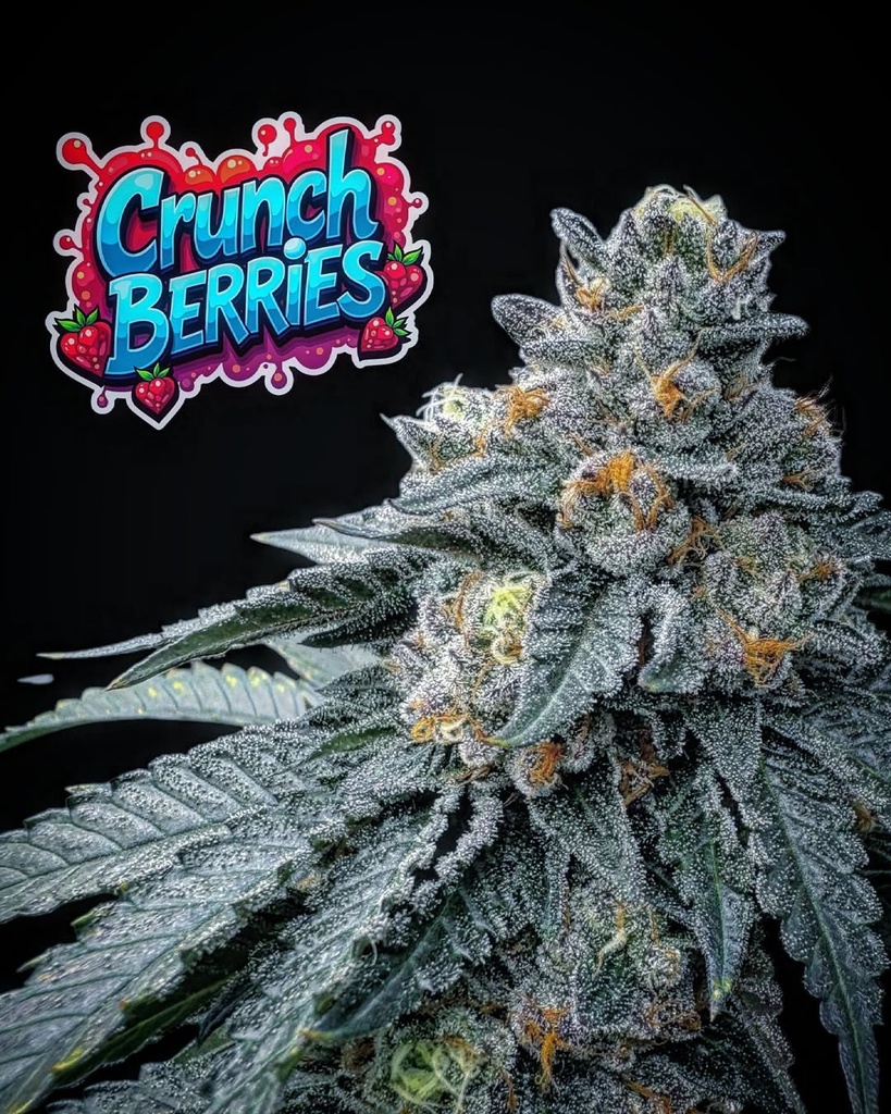 Concrete Cultivation - Crunch Berriez