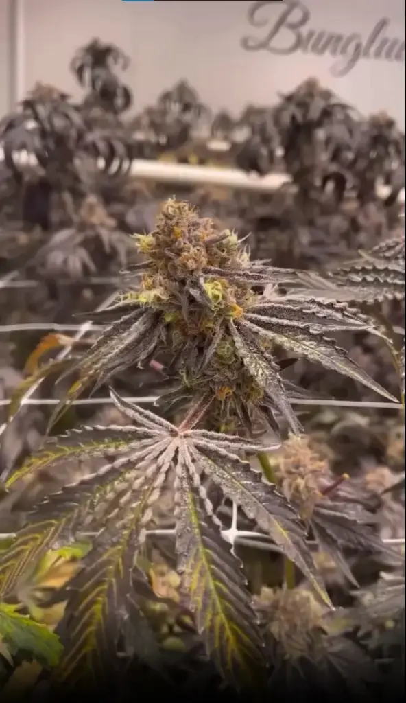 Bungludetch Farms - RS-11