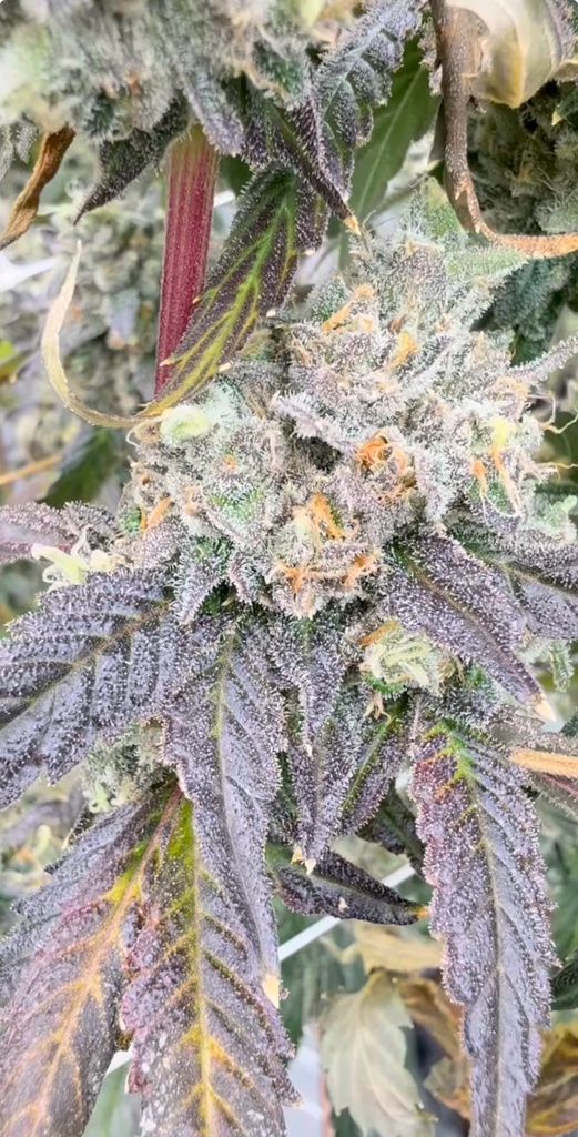 Bungs Stash - Pink Mermaid