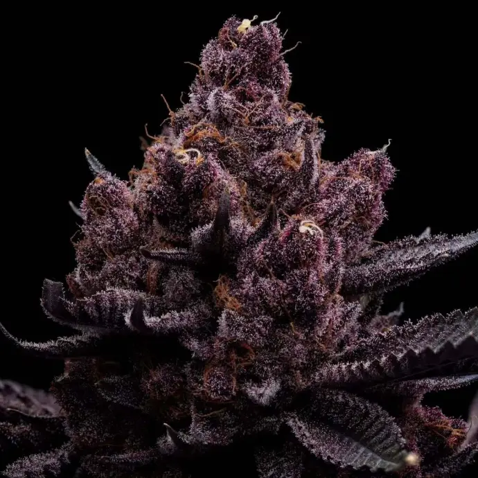 Funky Fuel - Tropicanna Cherry