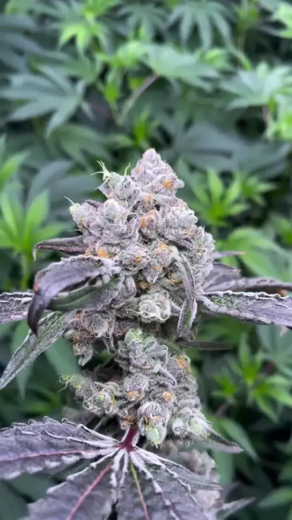 Bungludetch Farms - Blue Slushie