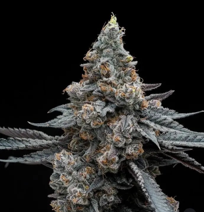 Harbor Coastal Cannabis - Cosmic Browniez