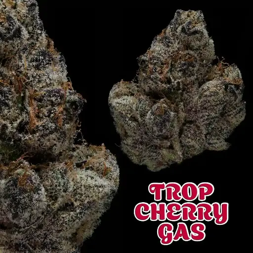 Clean Slate Cannabis - Trop Cherry Gas