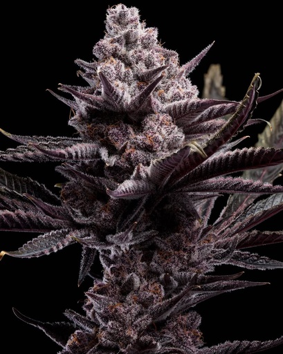Harbor Coastal Cannabis - Super Buff Cherry