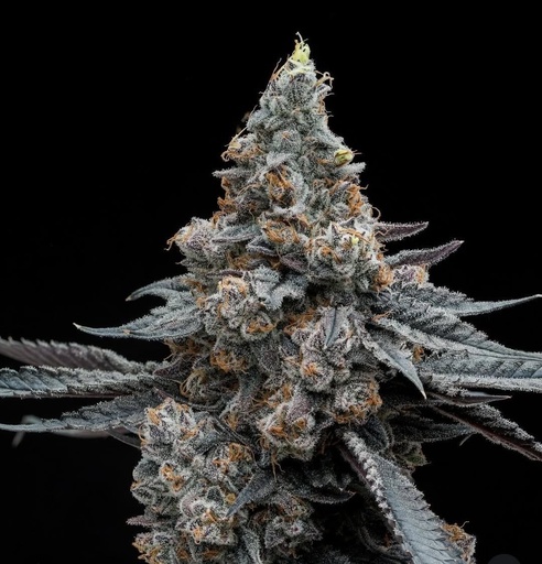Harbor Coastal Cannabis - Cosmic Browniez