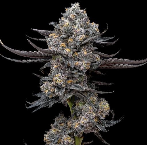 Harbor Coastal Cannabis - Gas Face