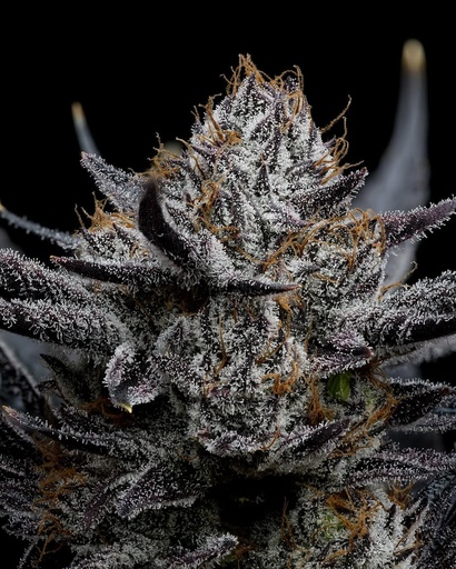 Harbor Coastal Cannabis - Black Truffle