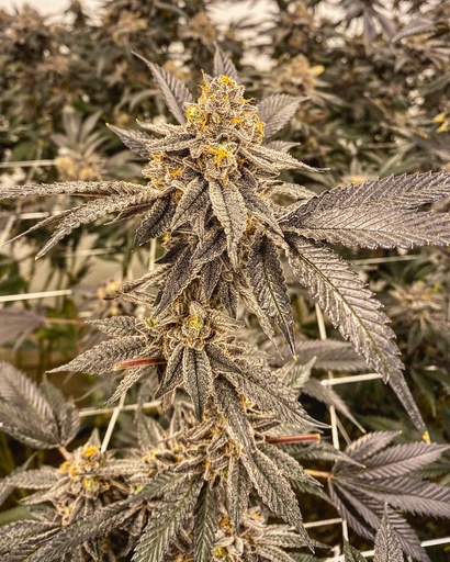 Bay Area Gardens - Sinmintz