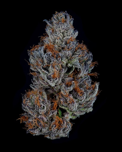 Maine Trees - Crunch Berries
