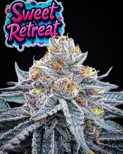 Concrete Cultivation - Sweet Retreat