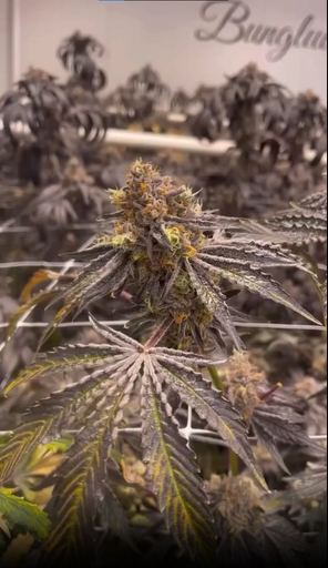 Bungludetch Farms - RS-11