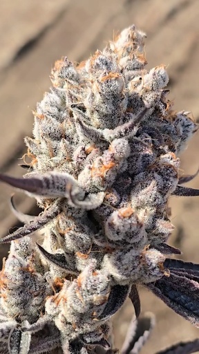 Funky Fuel - Tricho Jordan #3